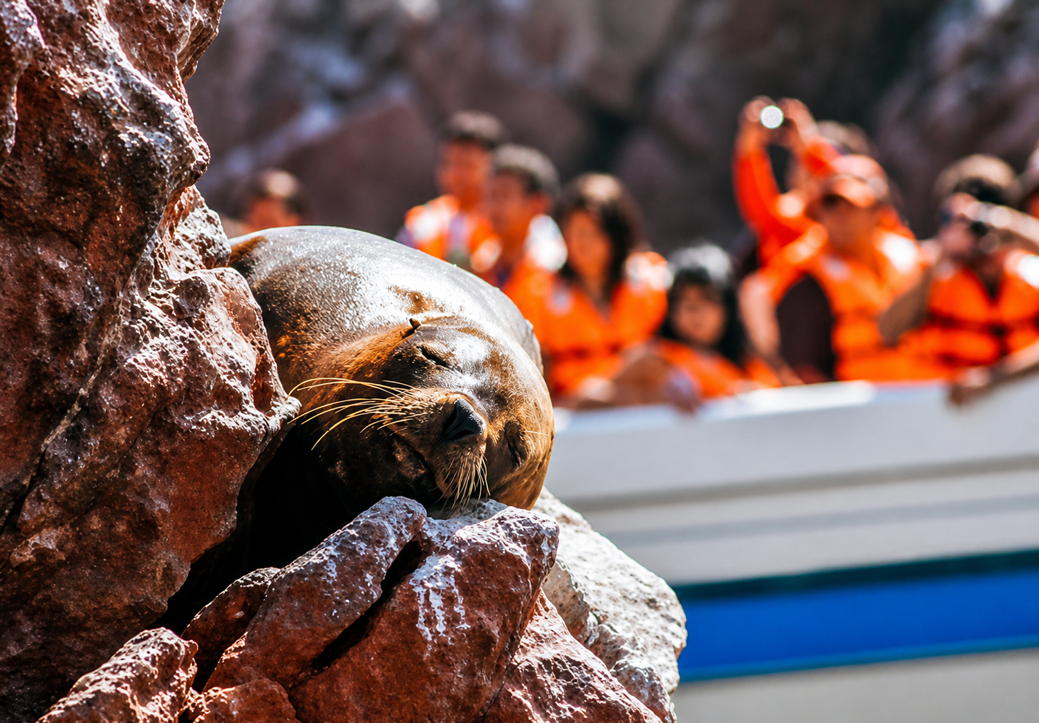 Sea lion resting on red rock in the Ballestas Islands